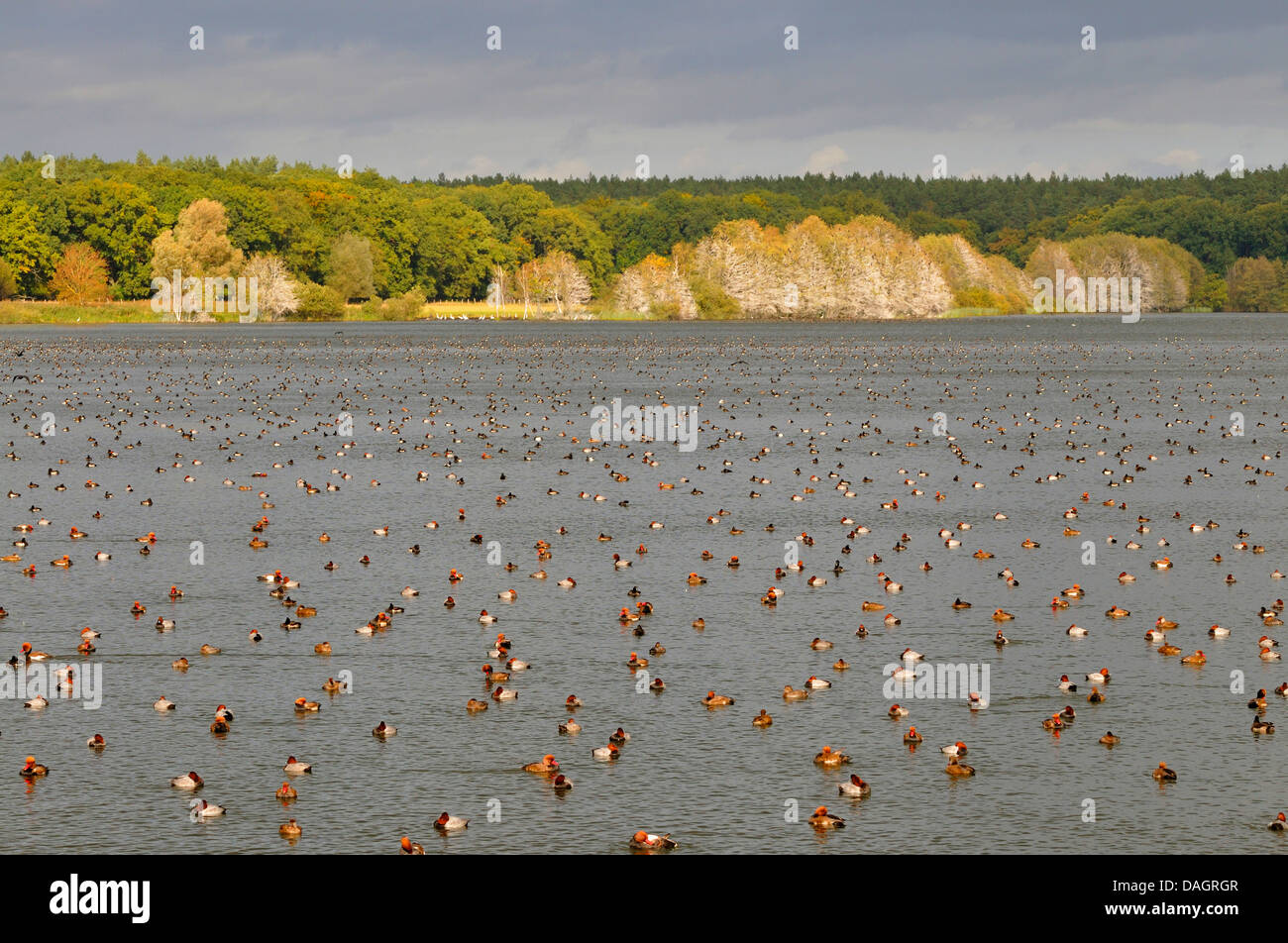 Screamers e uccelli acquatici (anatre e oche/swans) (Anseriformes), Comune di appoggio moriglioni, rosso-crested moriglioni e anatre tufted su un lago, Germania Foto Stock