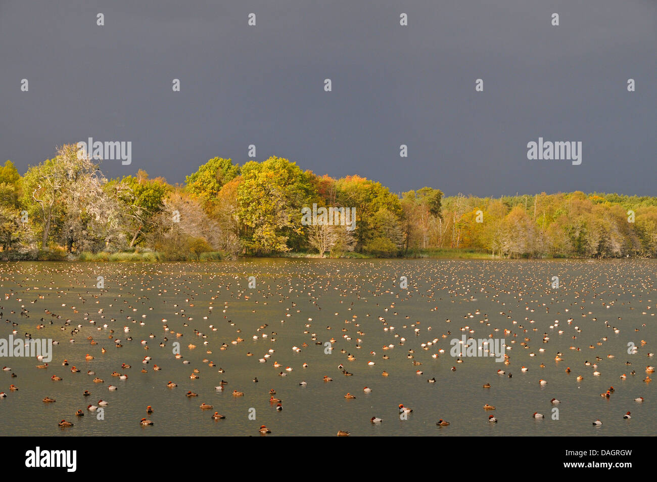 Screamers e uccelli acquatici (anatre e oche/swans) (Anseriformes), Comune di appoggio moriglioni, rosso-crested moriglioni e anatre tufted su un lago, deuschland Foto Stock