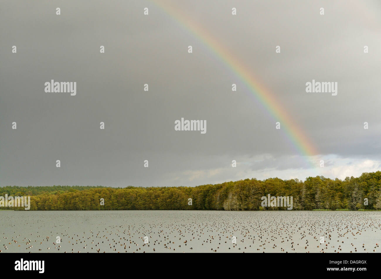 Rainbow su un lago con le anatre di appoggio, Germania Foto Stock