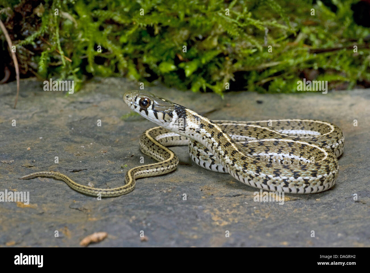Giarrettiera a scacchi Snake (Thamnophis marcianus), arrotolati Foto Stock