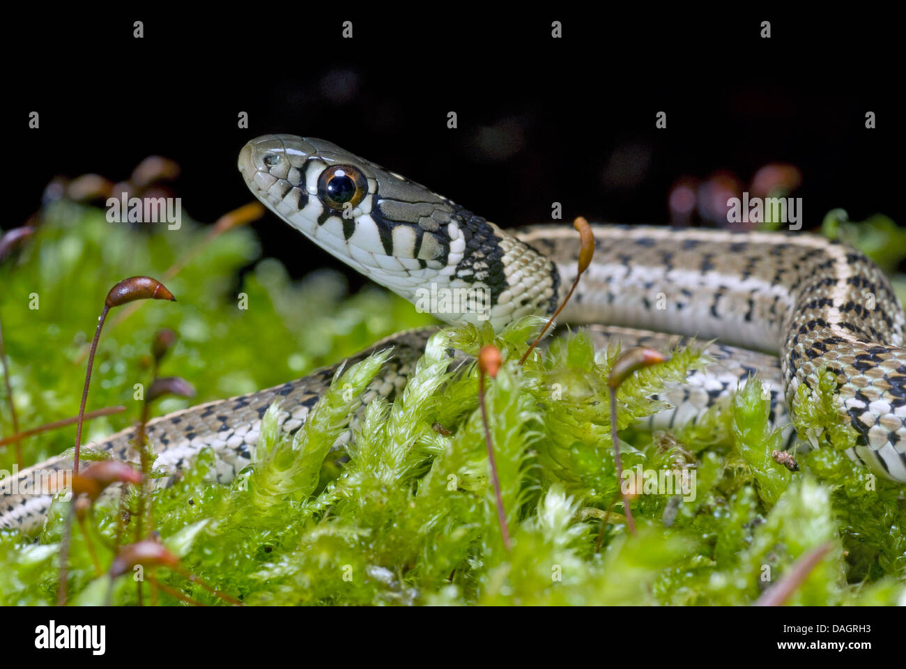 Giarrettiera a scacchi Snake (Thamnophis marcianus), ritratto Foto Stock