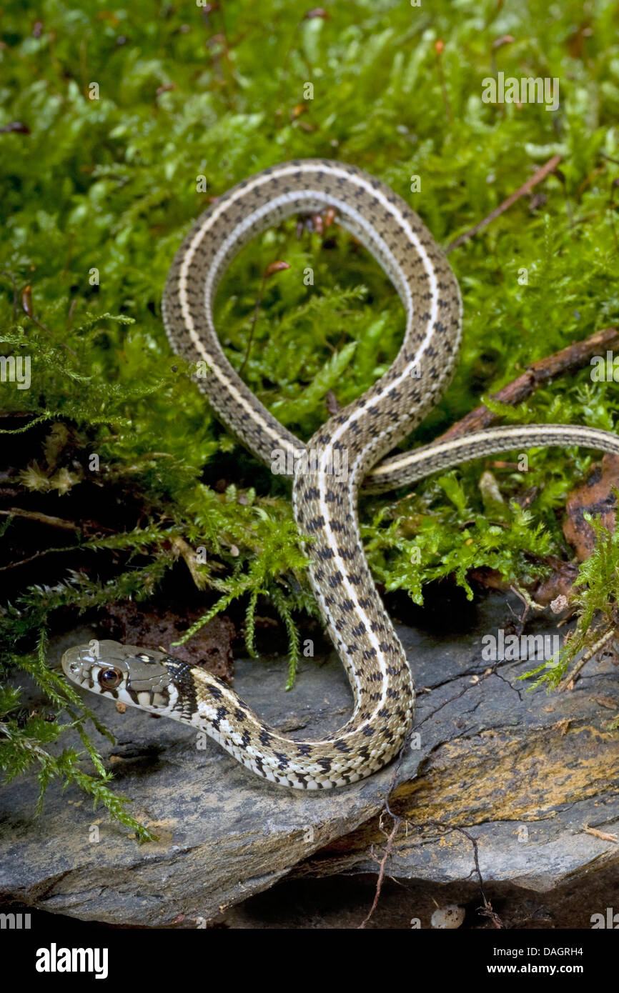 Giarrettiera a scacchi Snake (Thamnophis marcianus), striscianti Foto Stock