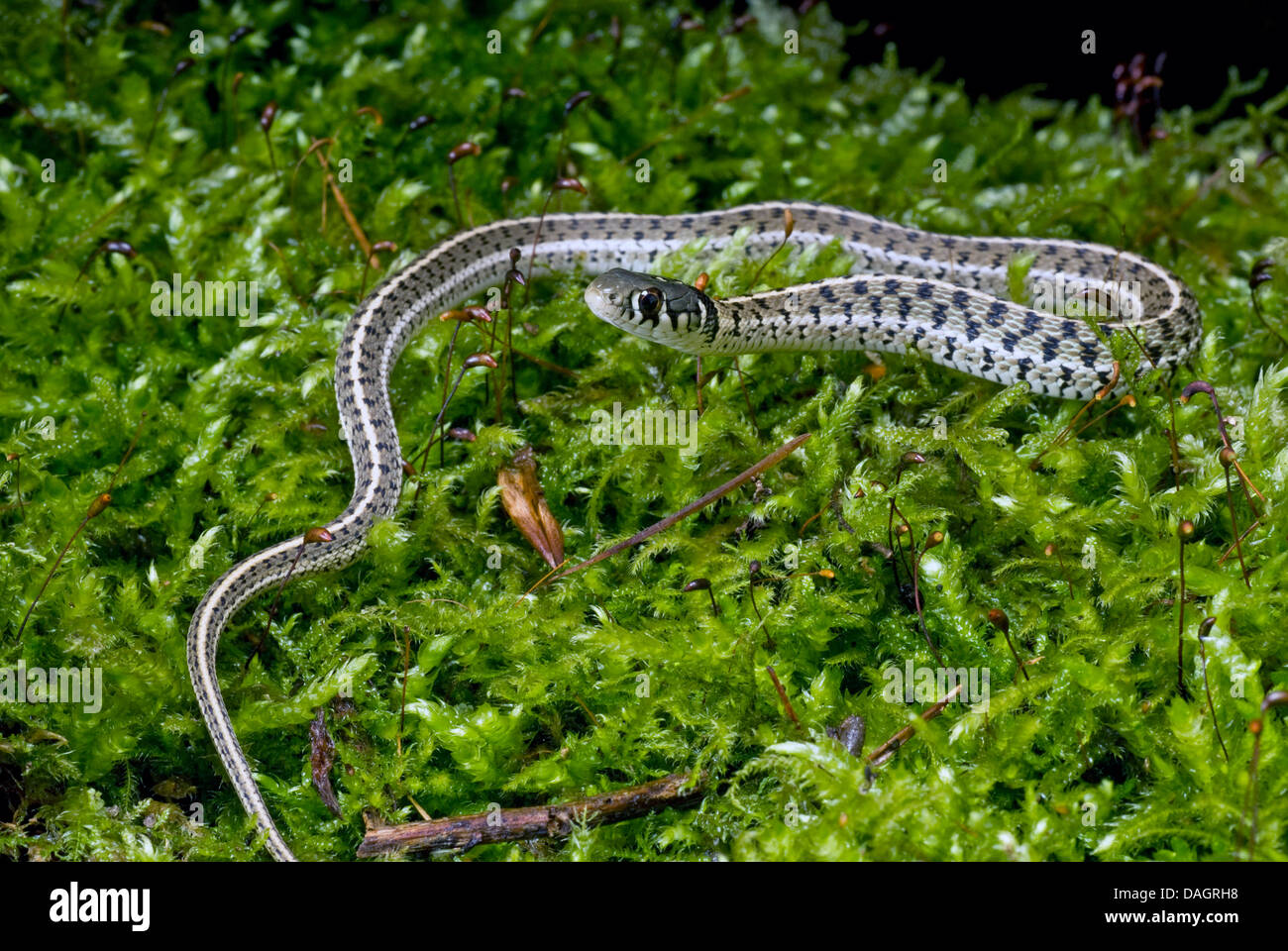 Giarrettiera a scacchi Snake (Thamnophis marcianus), sul muschio Foto Stock