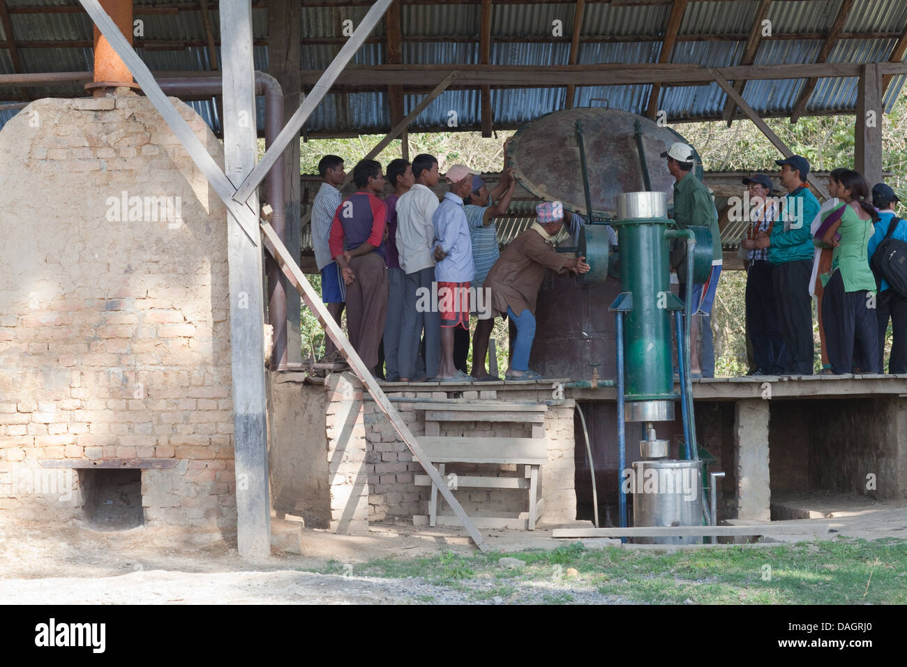 Produzione di camomilla. Eseguire in fabbrica da Bardia persone. Alternativa all'agricoltura di sussistenza. Zona di buffer intorno al Parco Nazionale, il Nepal Foto Stock