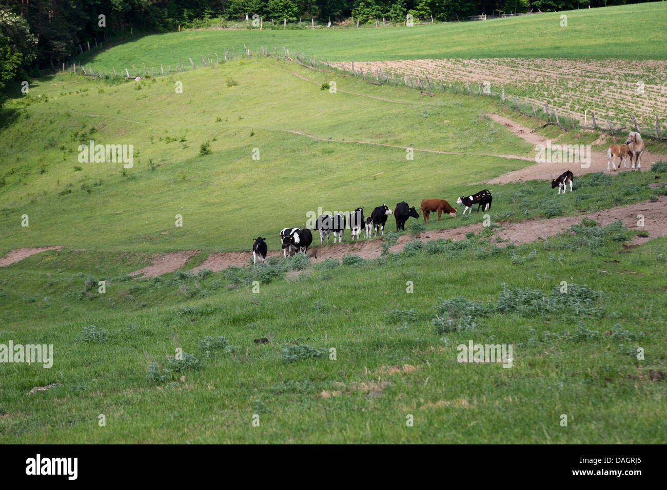 Mucche e cavalli al pascolo in un campo Foto Stock