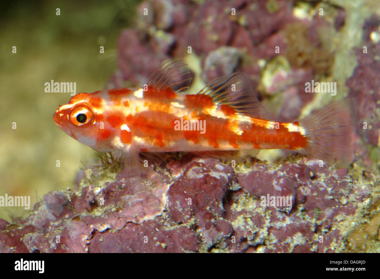 Ghiozzo (Trimma rubromaculatus), sul fondo di un acquario Foto Stock