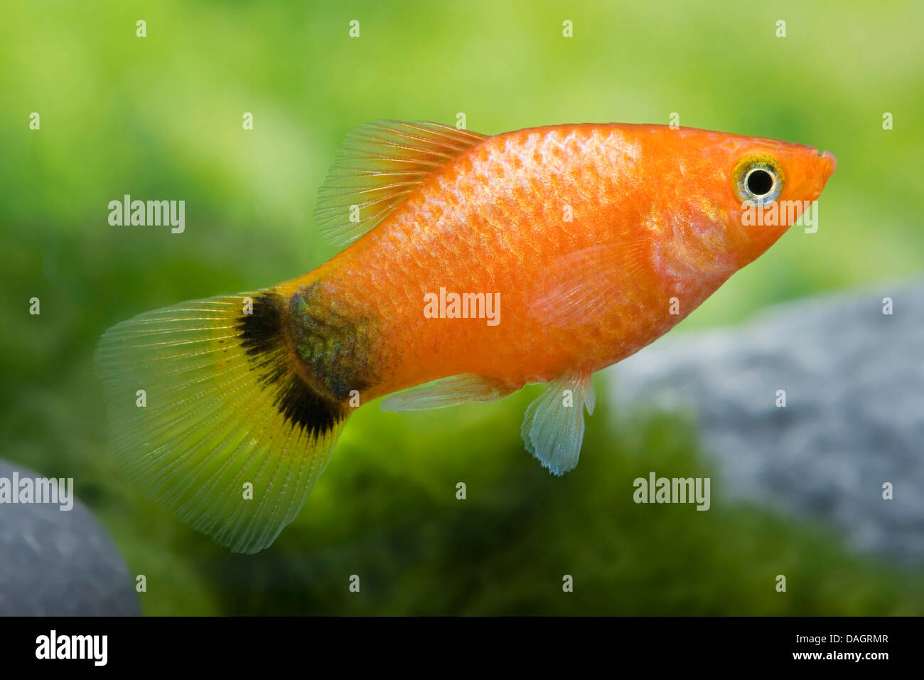 Southern platyfish (Xiphophorus maculatus), razza Mickey Mouse Bronzo Foto Stock