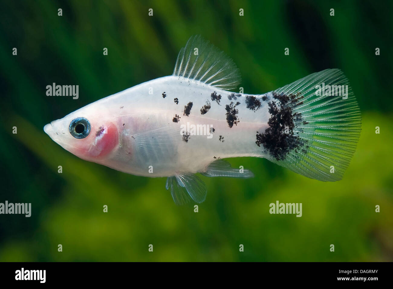 Southern platyfish (Xiphophorus maculatus), razza Pepe &AMP; sale bianco Foto Stock