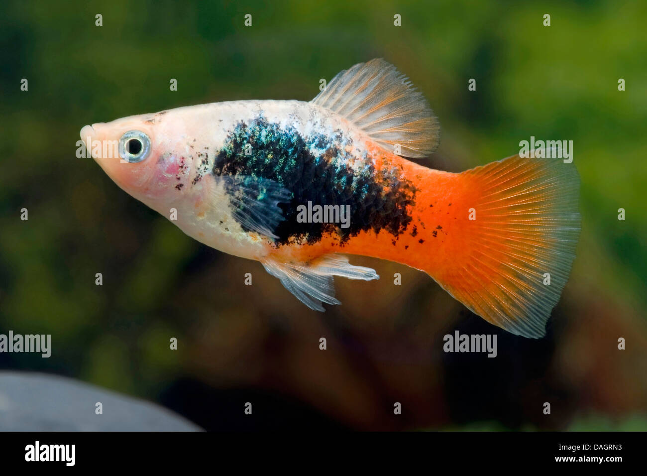 Southern platyfish (Xiphophorus maculatus), razza smoking bianco luce di coda rossa Foto Stock