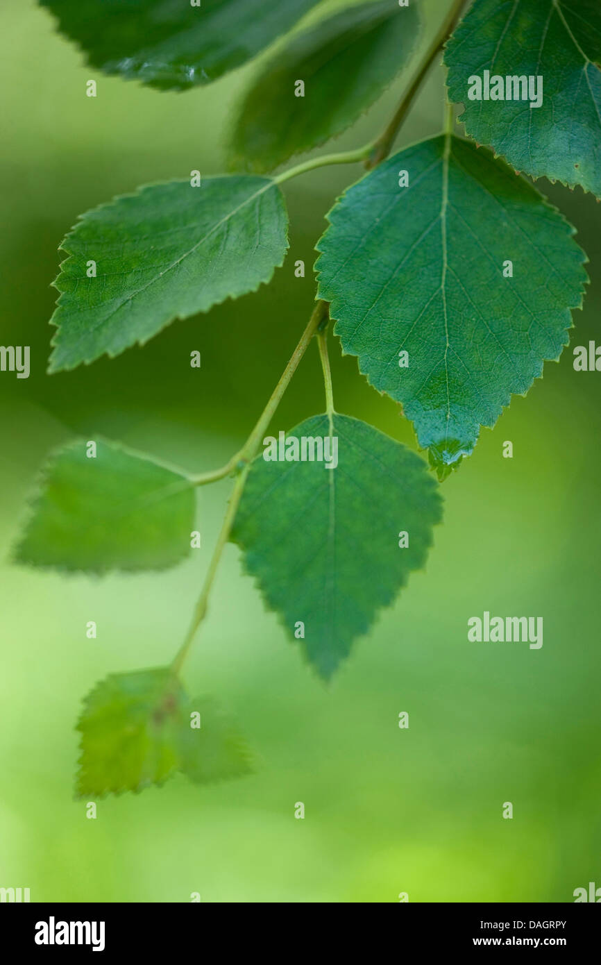 Roverella (betulla Betula pubescens), ramoscello con foglie di betulla, Germania Foto Stock