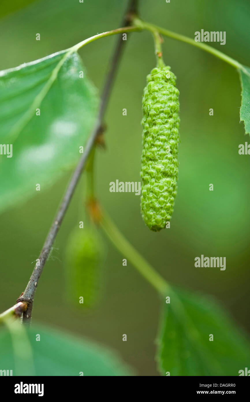 Roverella (betulla Betula pubescens), giovani infructescence, Germania Foto Stock