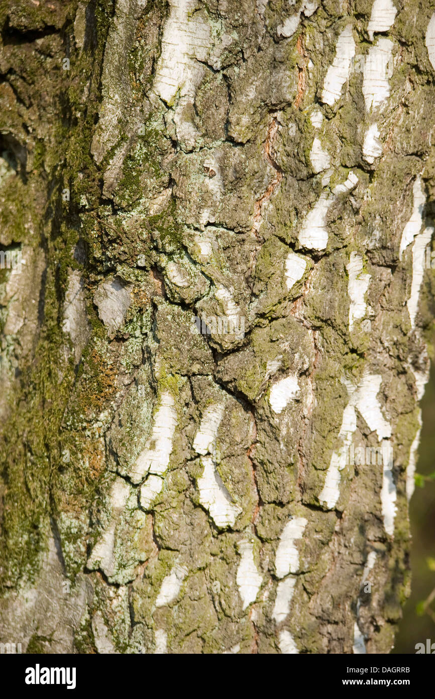 Roverella (betulla Betula pubescens), corteccia, Germania Foto Stock