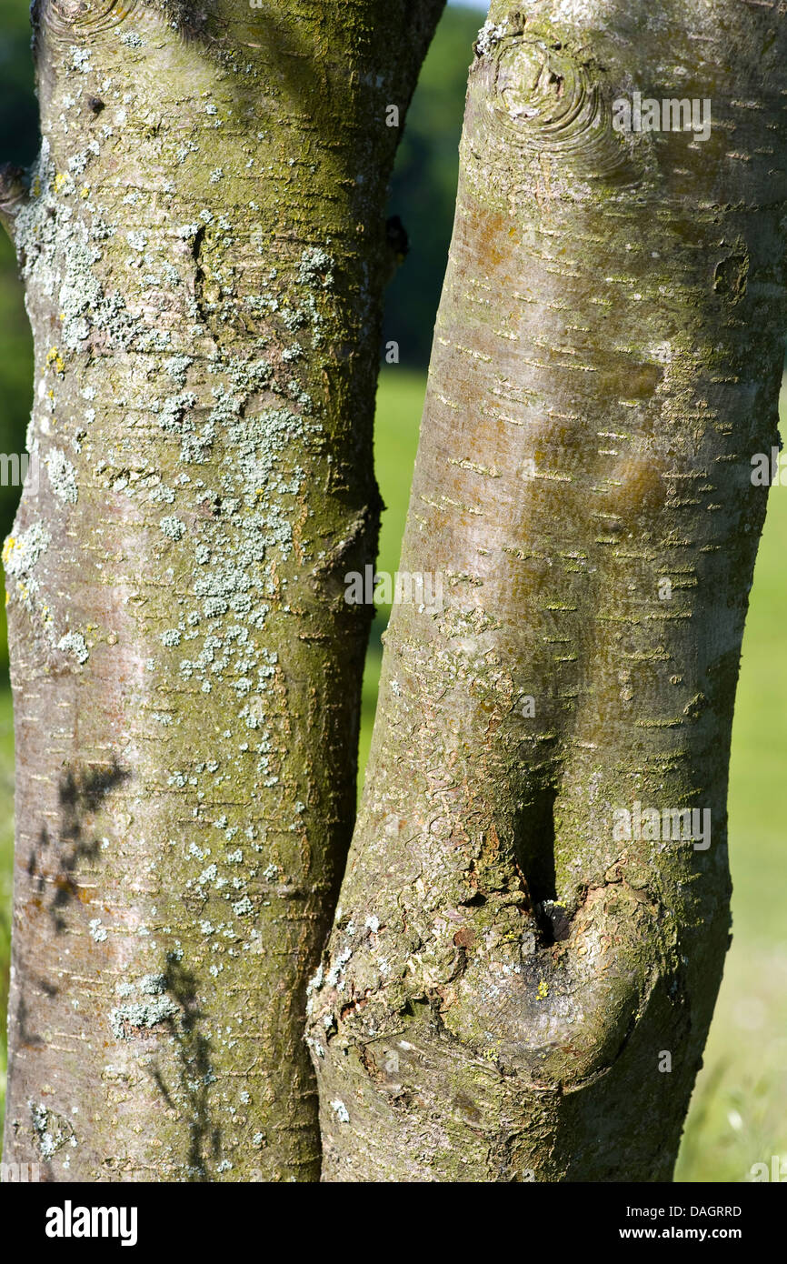 European mountain-cenere, rowan tree (Sorbus aucuparia), cortecce, Germania Foto Stock