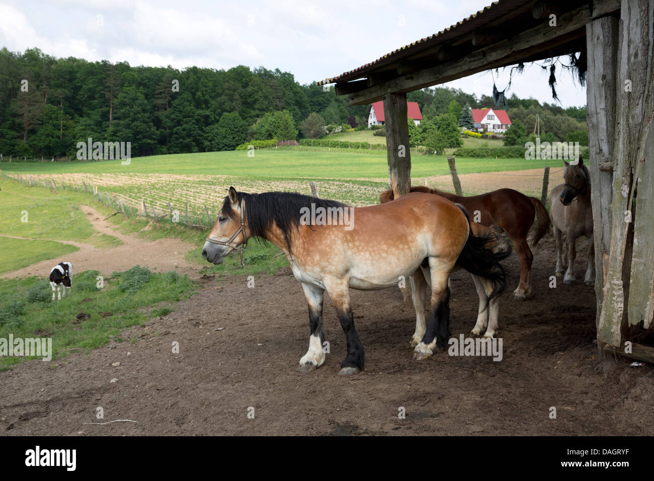 I cavalli in un capannone in Fialki, Polonia. Foto Stock
