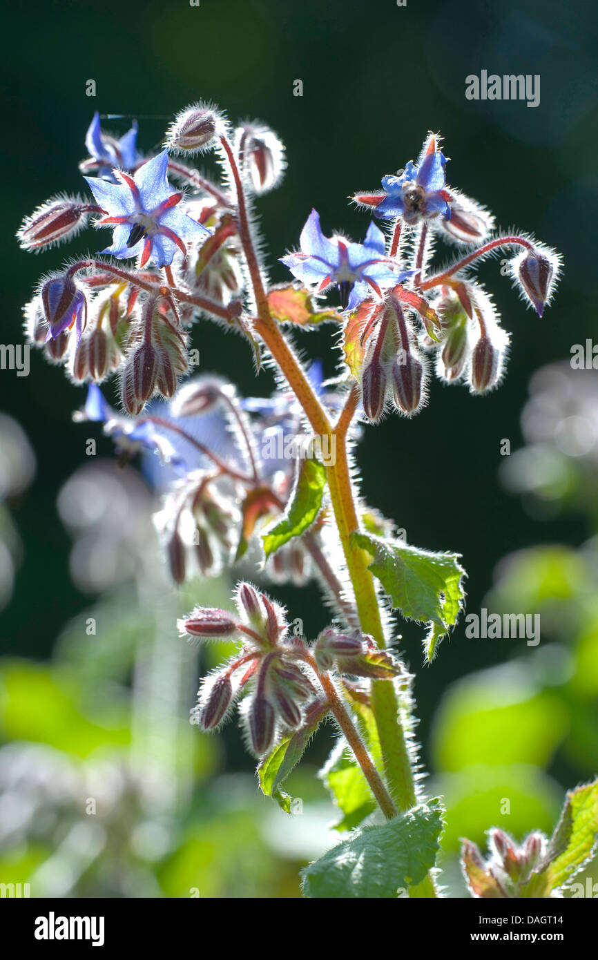 Comune (borragine borragine officinalis), fiori e boccioli di fiori recisi in controluce Foto Stock
