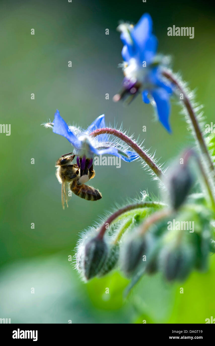 Comune (borragine borragine officinalis), bee visitando fiore Foto Stock