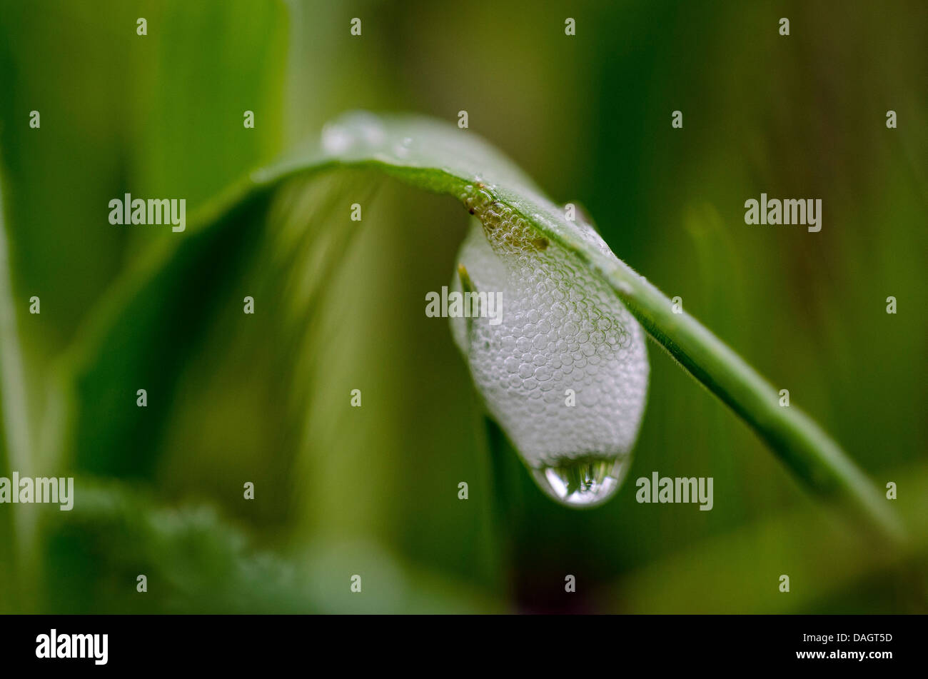Philaenus spumarius schiuma Foto Stock
