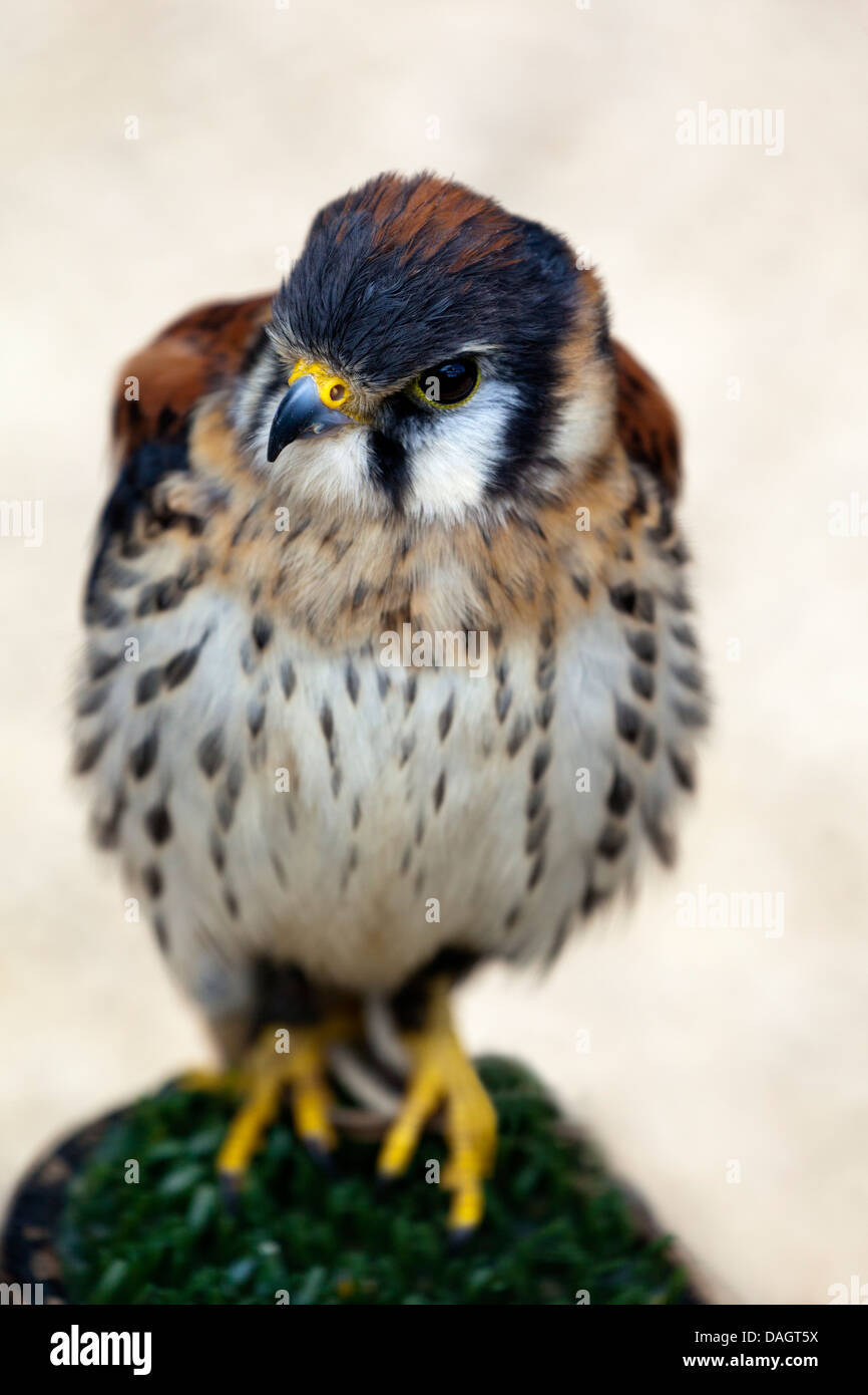 American Gheppio (Falco sparverius) in Millets Farm, Oxfordshire Foto Stock