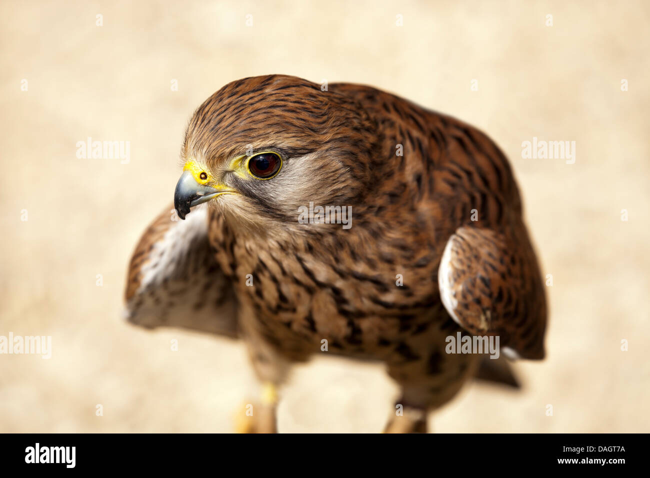 Eurasian Gheppio (Falco tinnunculus) in Millets Farm, Oxfordshire 3 Foto Stock