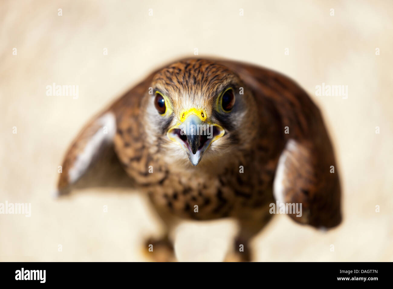 Eurasian Gheppio (Falco tinnunculus) in Millets Farm, Oxfordshire Foto Stock