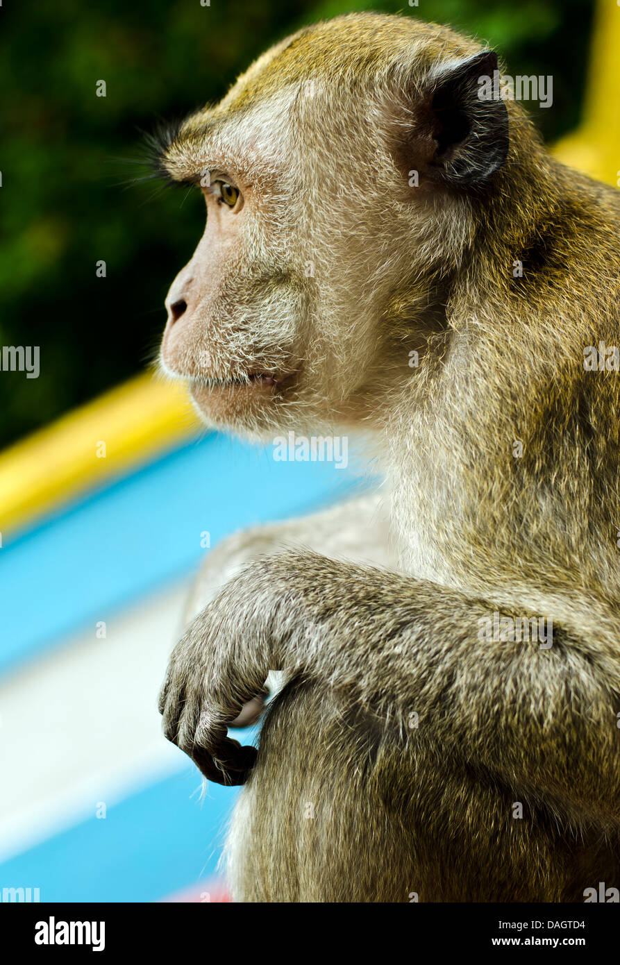 Pensando di scimmia, Kuala Lumpur, Grotte Batu Foto Stock