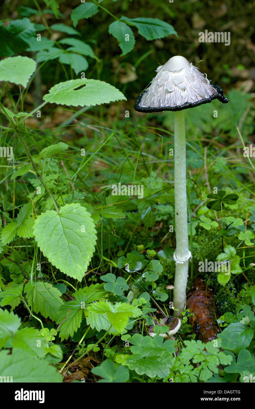 Parrucca (Coprinus comatus), corpo fruttifero sul prato, in Germania, in Renania settentrionale-Vestfalia, Bergisches Land Foto Stock