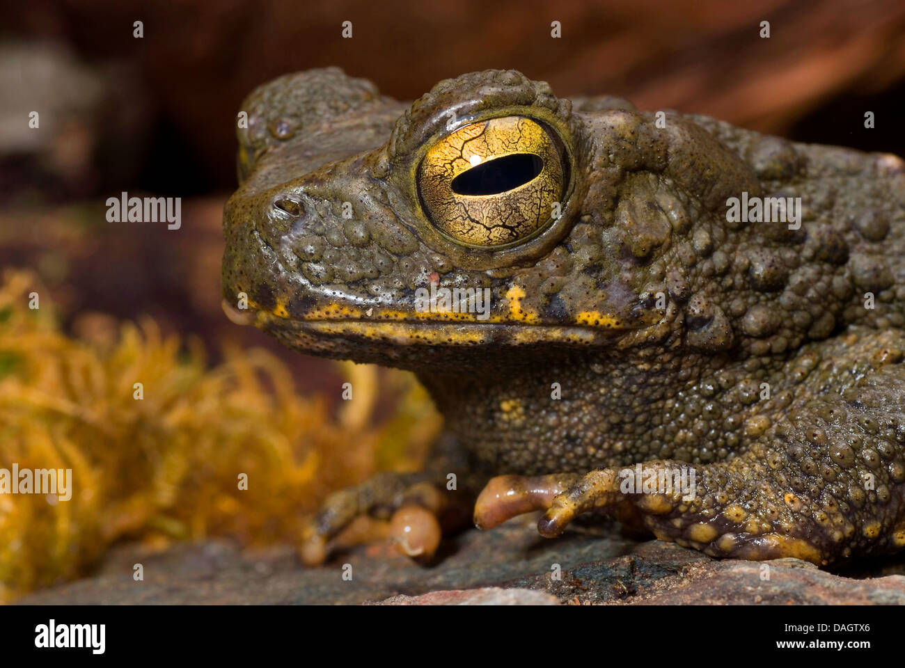 Java, il rospo gigante asiatico Toad (Bufo asper), ritratto Foto Stock