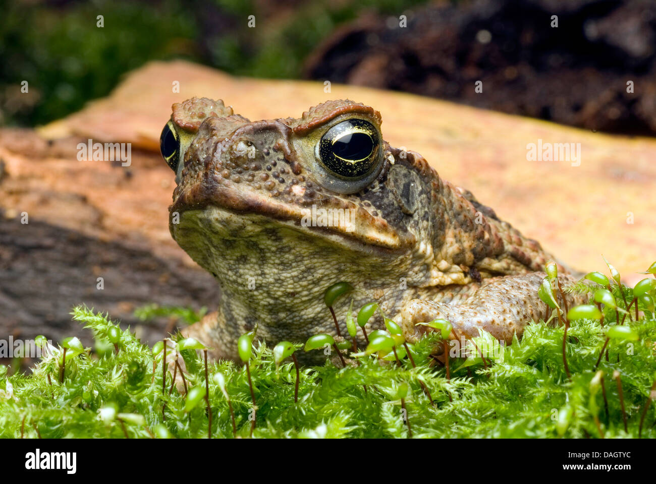 Il rospo gigante, Marine, il Rospo Rospo di canna, sud americana Neotropical toad (Bufo marinus, Rhinella marina), ritratto Foto Stock