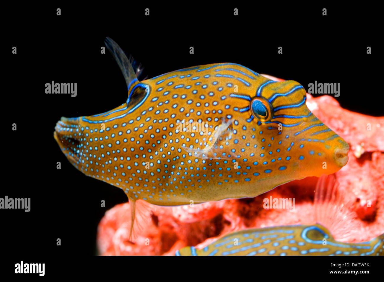 Toby Papua (Canthigaster papua), nuoto Foto Stock
