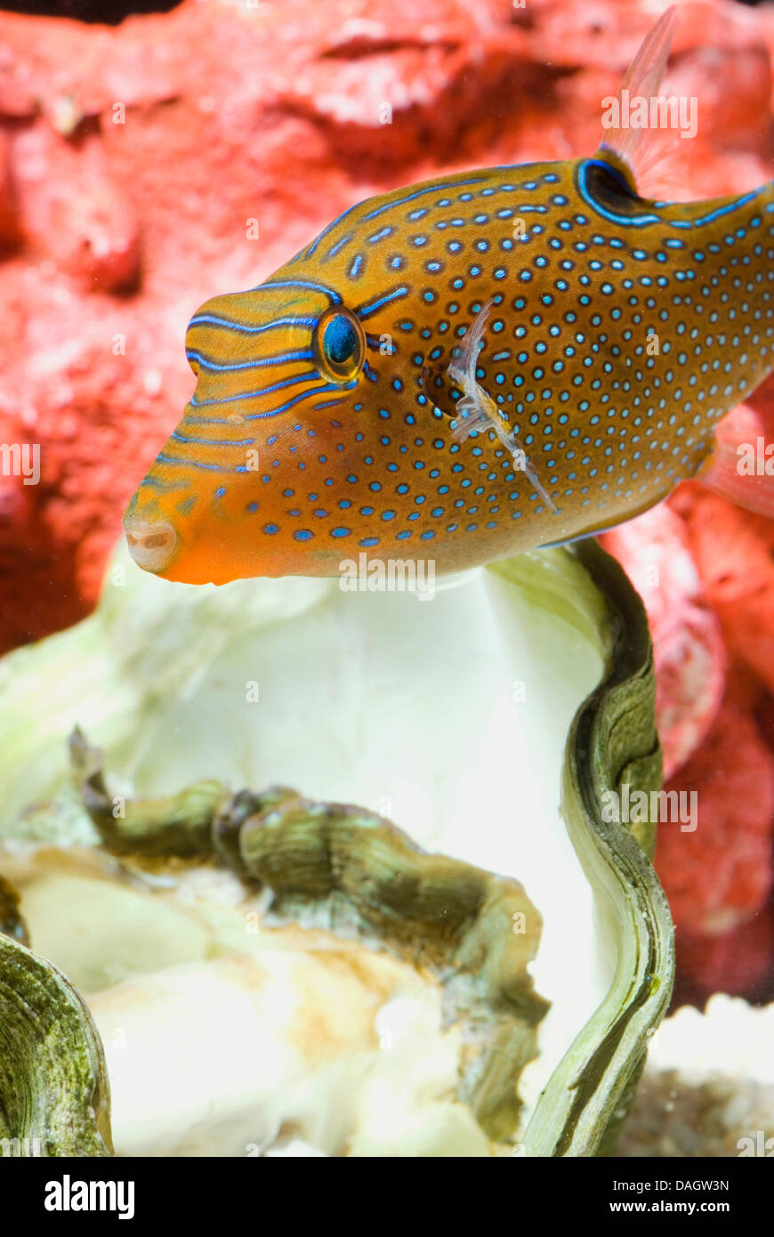 Toby Papua (Canthigaster papua), piscina al di sopra di shell Foto Stock