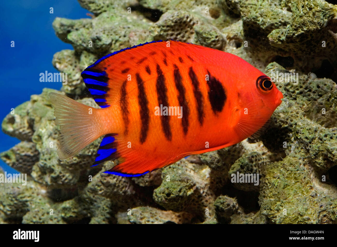 Pesce angelo fiamma immagini e fotografie stock ad alta risoluzione - Alamy