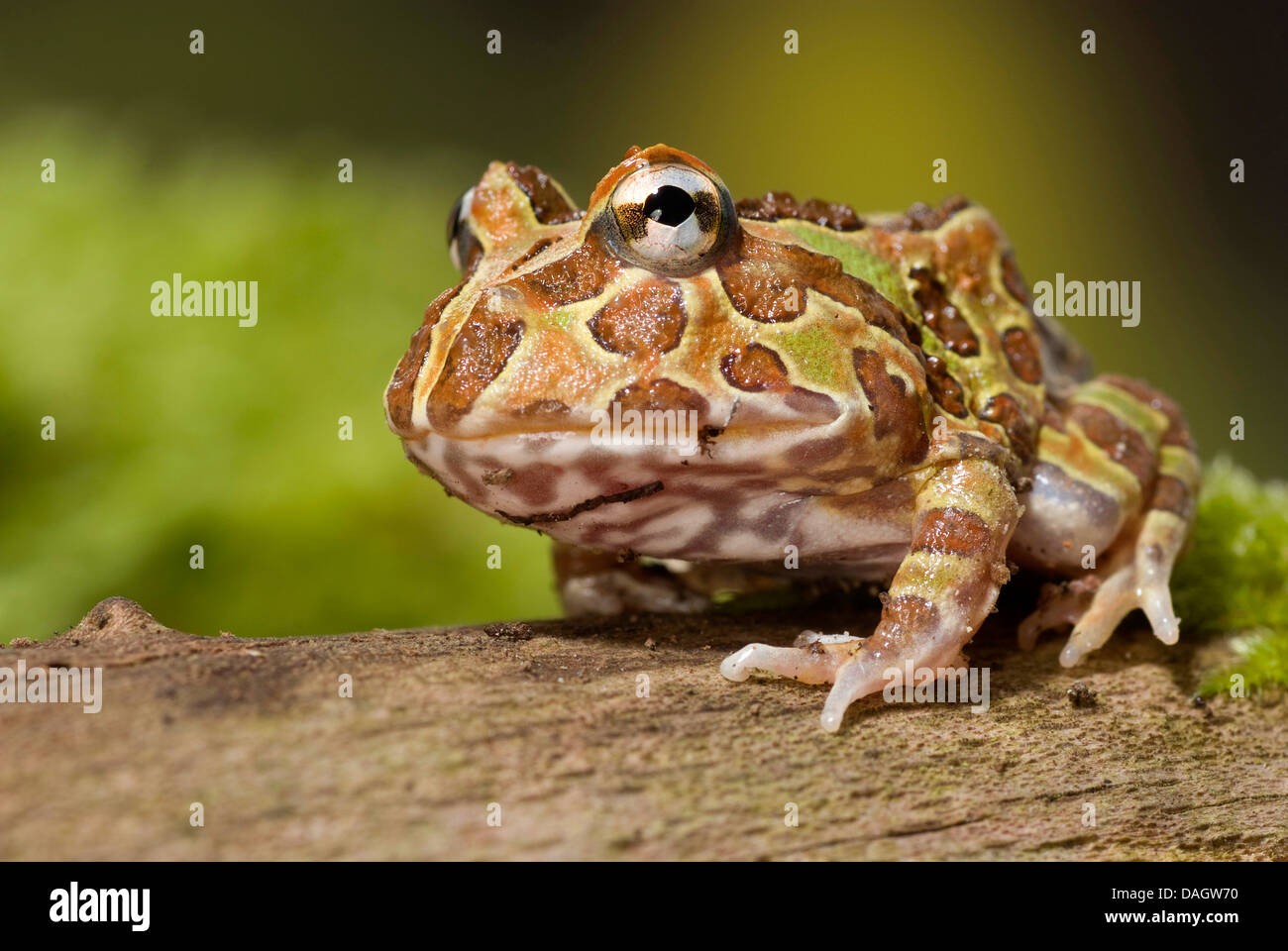 Chacoan rana cornuta (Ceratophrys cranwelli), sulla corteccia Foto Stock