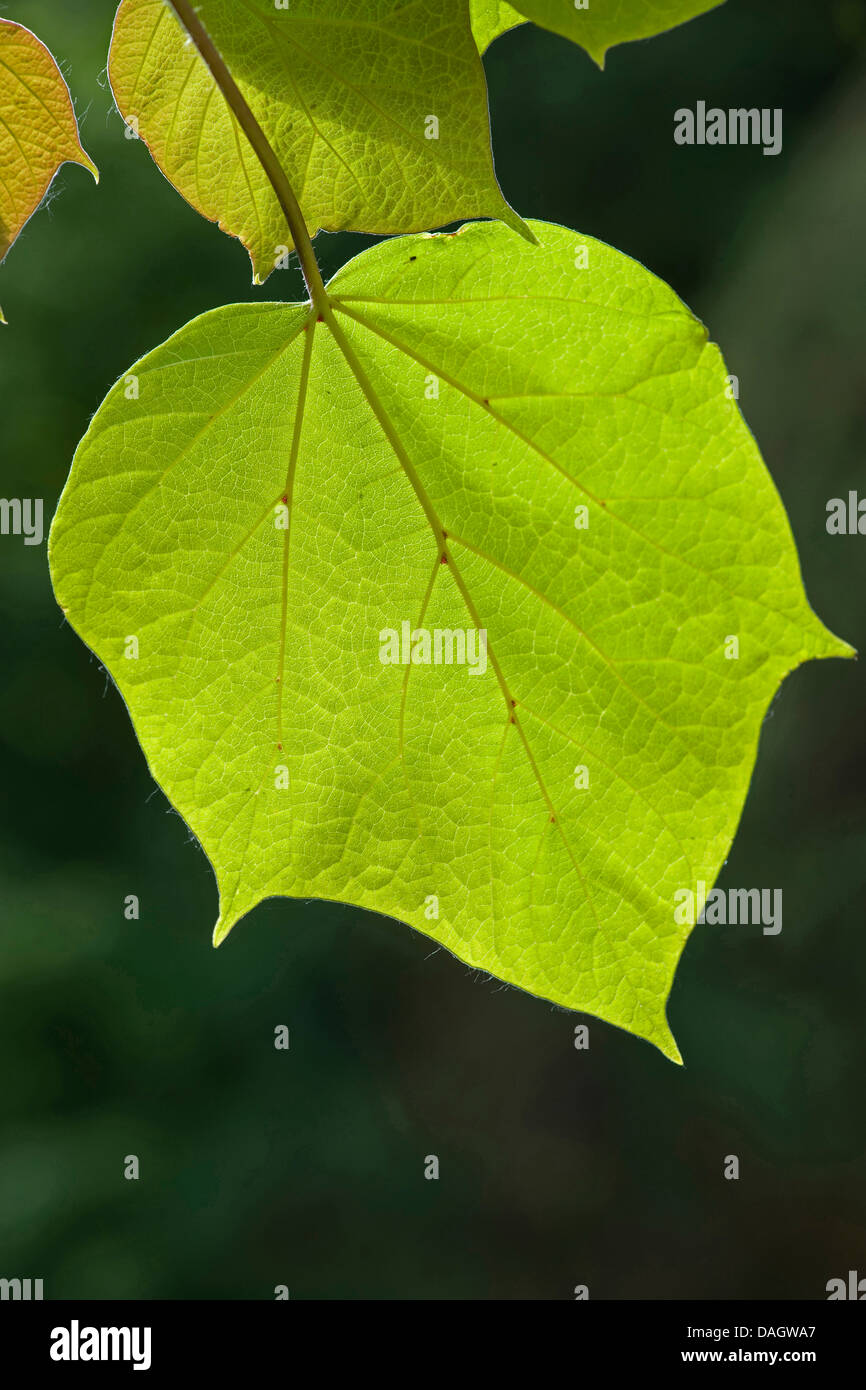 Indian Bean tree (Catalpa bignonioides), foglie Foto Stock