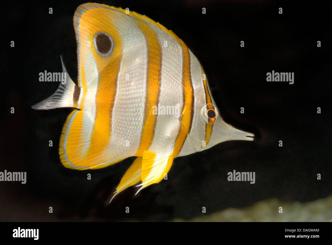 Rame butterflyfish nastrati, copperband butterflyfish, a becco lungo, butterflyfish fatturati coralfish (Chelmon rostratus), nuoto Foto Stock