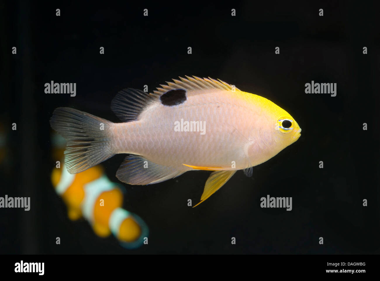 Talbot la fanciulla (Chrysiptera talboti), con clownfish Foto Stock