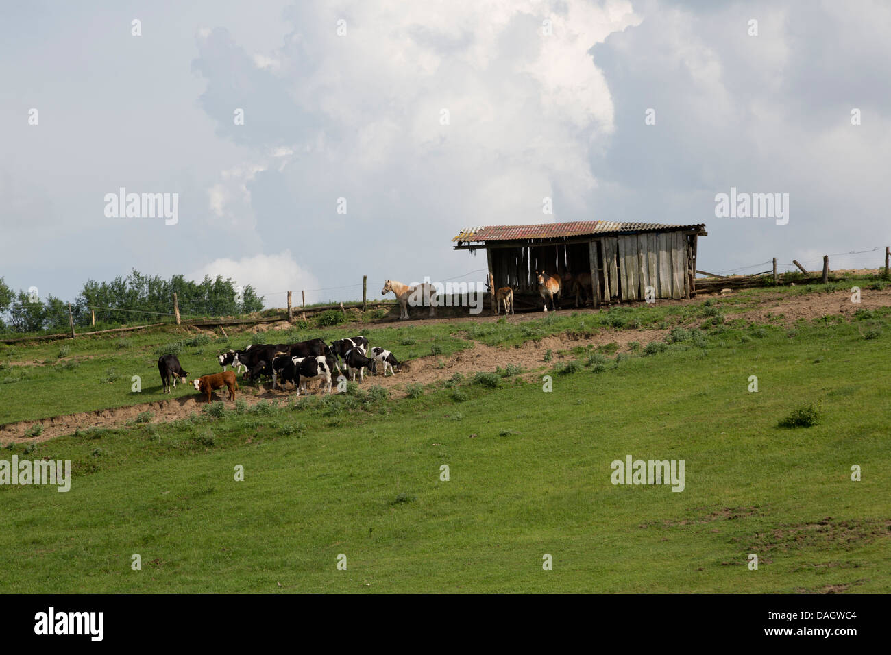 Mucche e cavalli al pascolo in un campo con un capannone Foto Stock