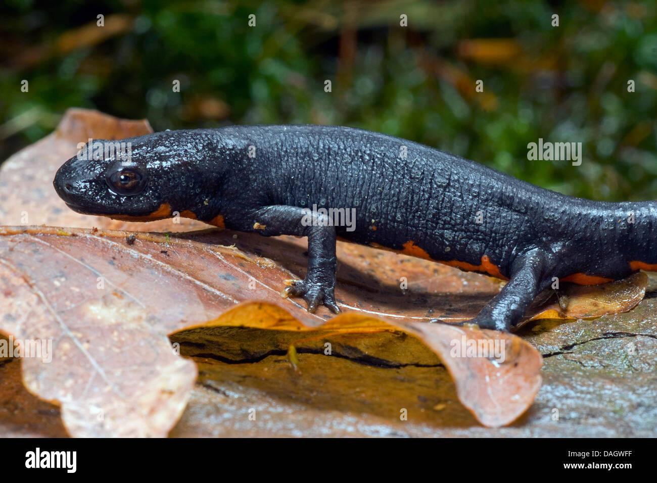 Cinese newt nana, Cinese fire panciuto newt (Cynops orientalis), sulla foglia marrone Foto Stock