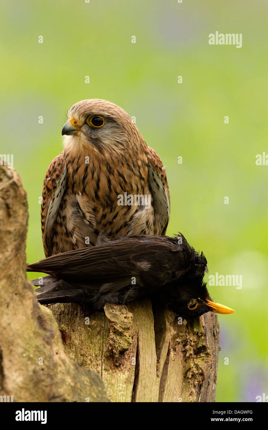 Il Gheppio, il Falco tinnunculus con la sua preda, un merlo Foto Stock
