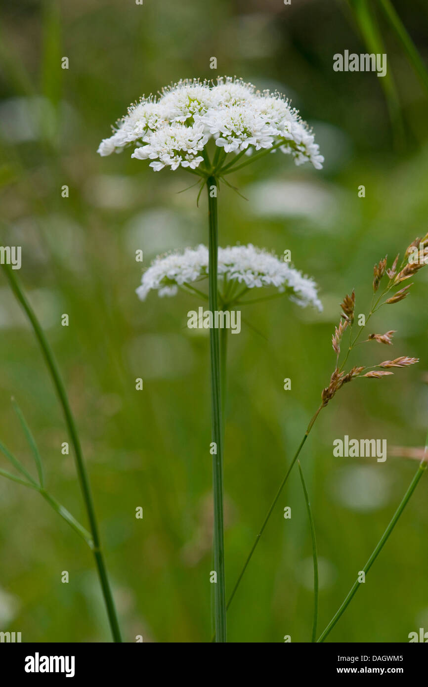 Snowparsley (Cnidium dubium), fioritura, Germania Foto Stock