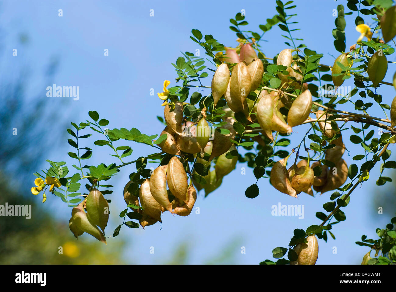 La vescica senna, vescica-senna (Colutea arborescens), mature e frutti immaturi a un ramoscello, Germania Foto Stock