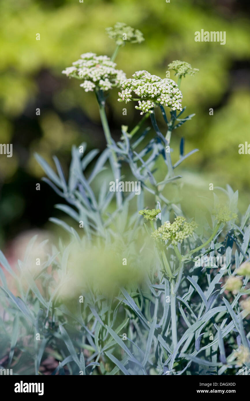 Rock samphire (Crithmum maritimum), fioritura Foto Stock