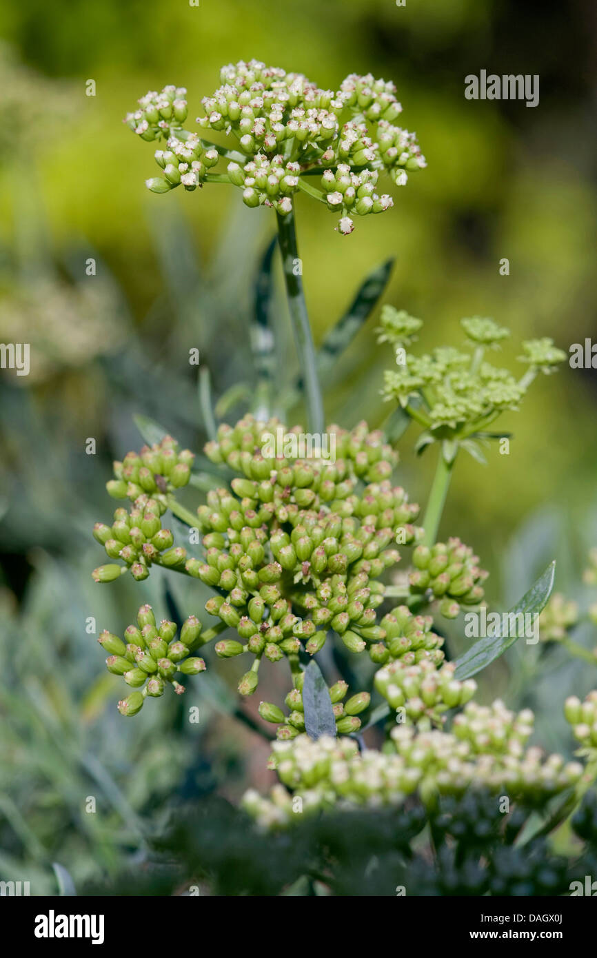 Rock samphire (Crithmum maritimum), fioritura Foto Stock