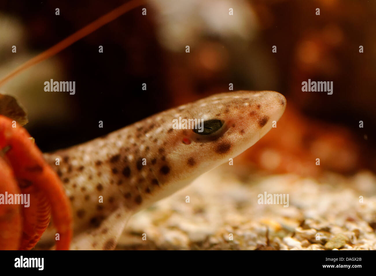 Minor Gattuccio Scyliorhinus canicula adulto, close up. Foto Stock