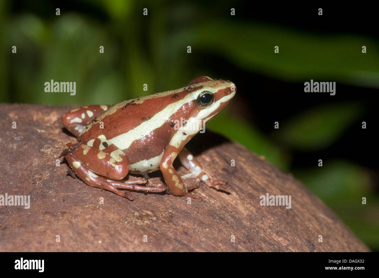 Veleno Phantasmal Rana, Anthonys veleno-freccia (Rana Epipedobates anthonyi), seduto su di una pietra Foto Stock