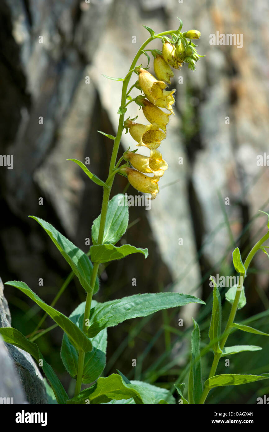 Grande giallo foxglove, giallo perenne foxglove (Digitalis grandiflora), la fioritura delle piante, Svizzera Foto Stock