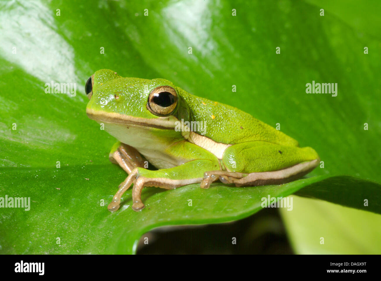Green Treefrog, North American Green Treefrog (Hyla cinerea), su una foglia Foto Stock