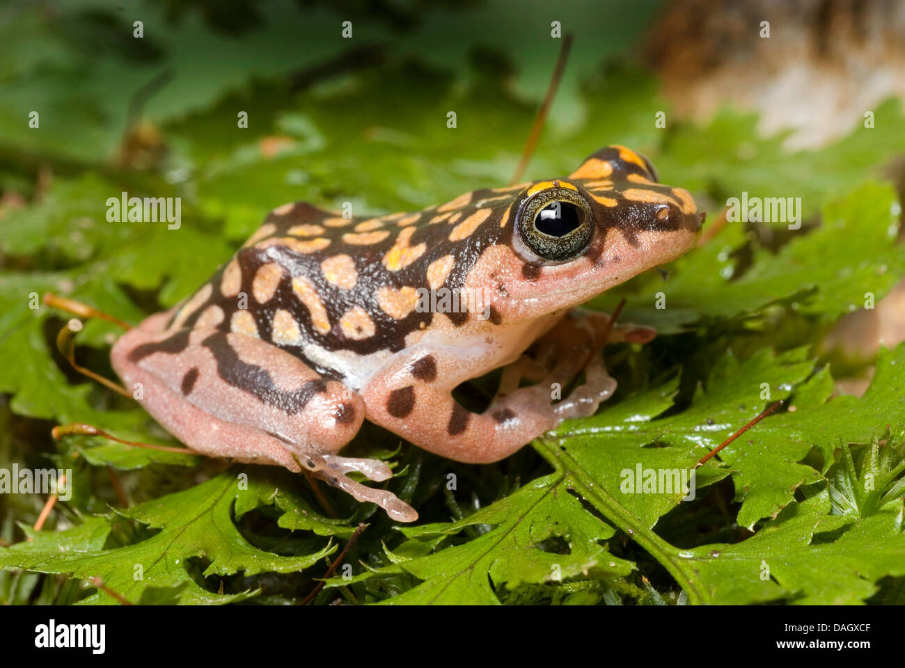 Rana Reed (Hyperolius guttulatus), su frond Foto Stock