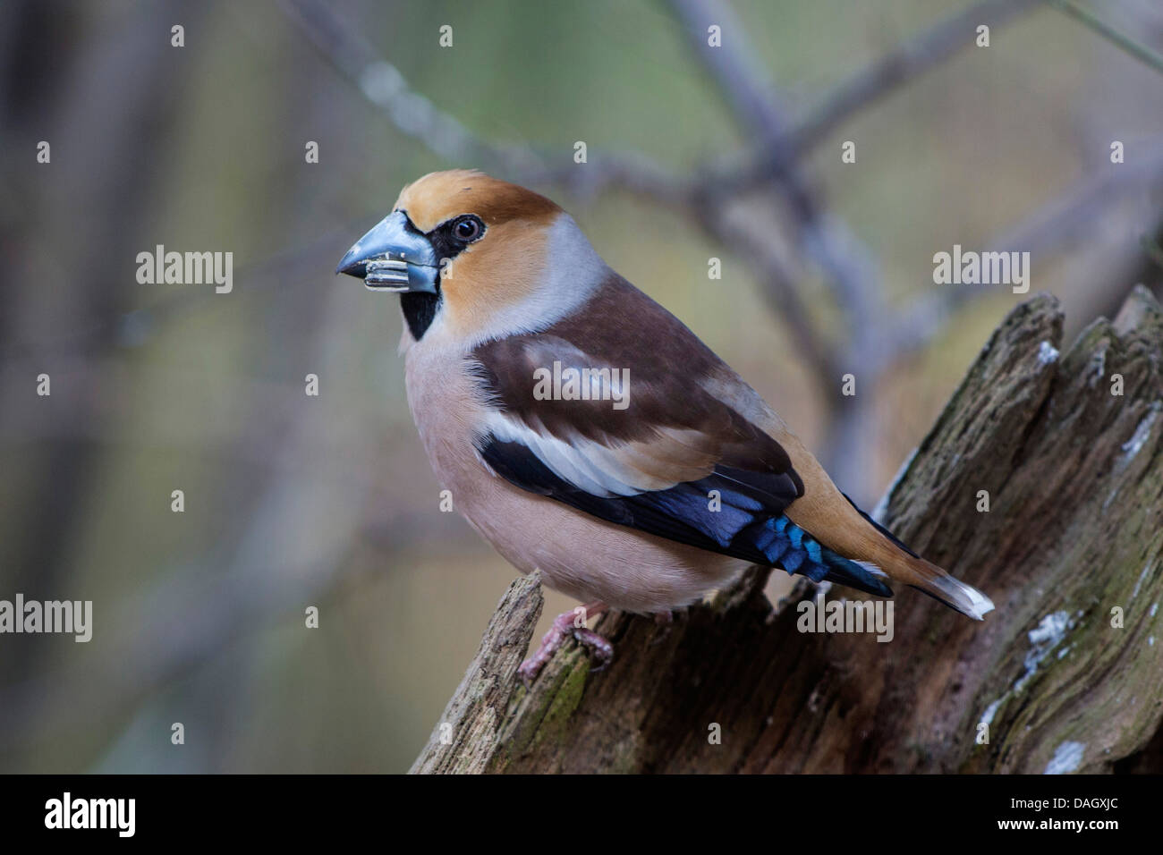 Hawfinch (Coccothraustes coccothraustes), maschio alimentazione di un seme di girasole, in Germania, in Baviera Foto Stock