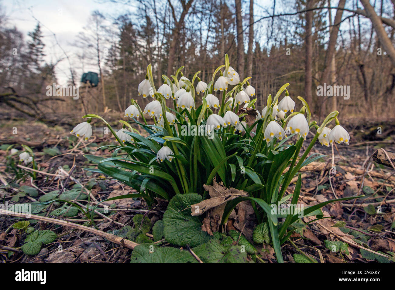 Il simbolo del fiocco di neve di primavera (Leucojum vernum), che fiorisce in una palude foresta, in Germania, in Baviera Foto Stock