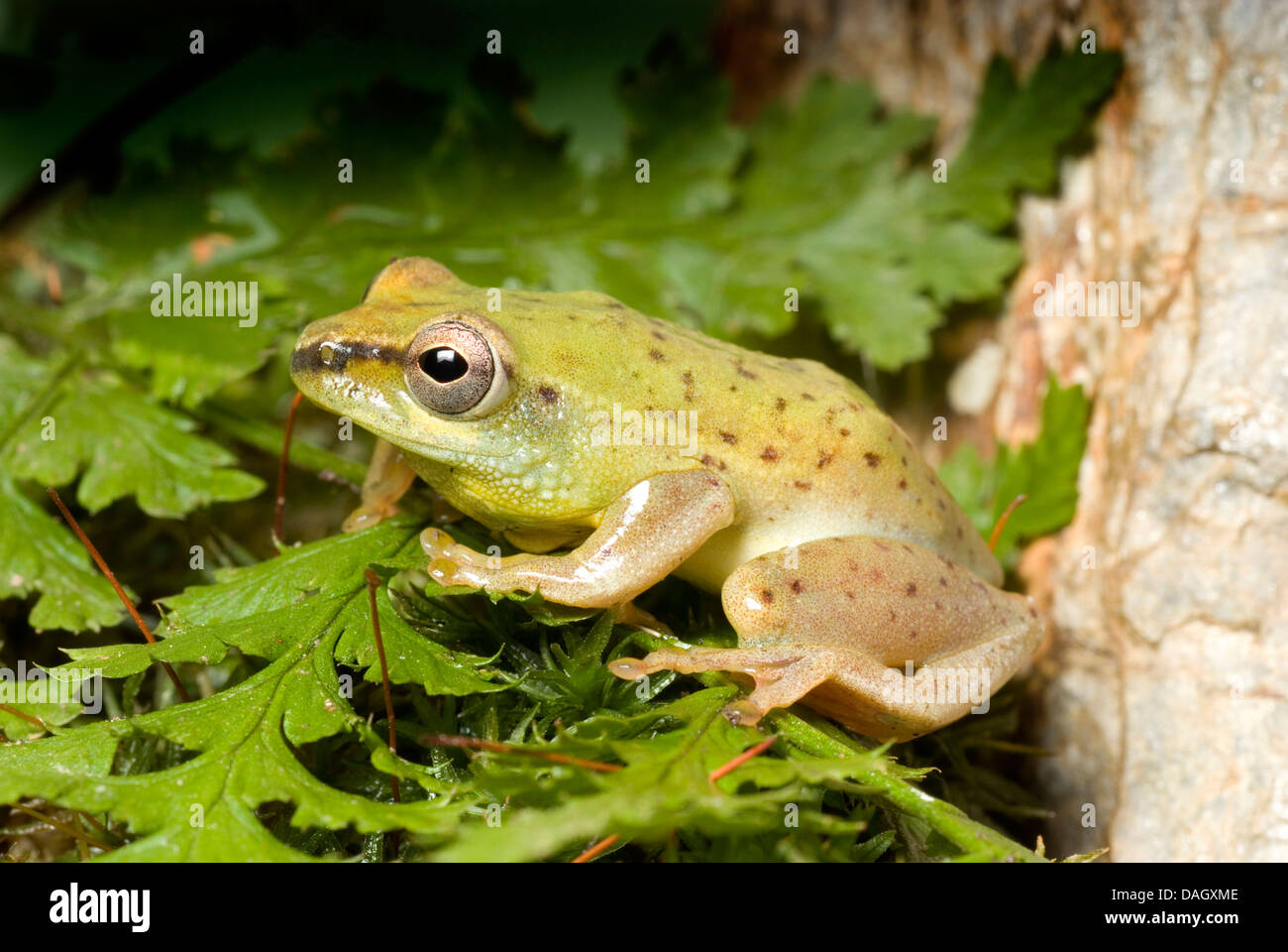 Rana Reed (Hyperolius spec.), Rana Reed dalla Nigeria Foto Stock